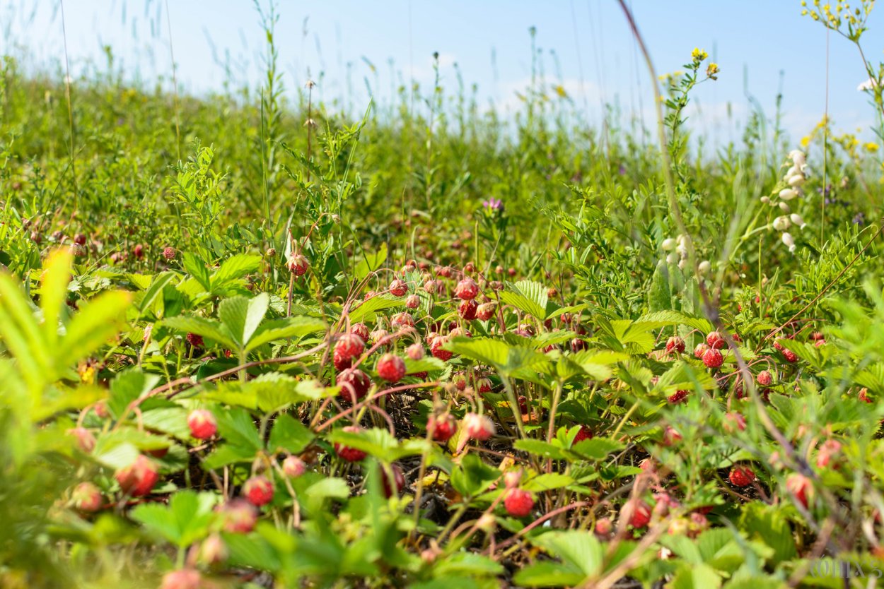 Клюква «глубинка Лесная»
