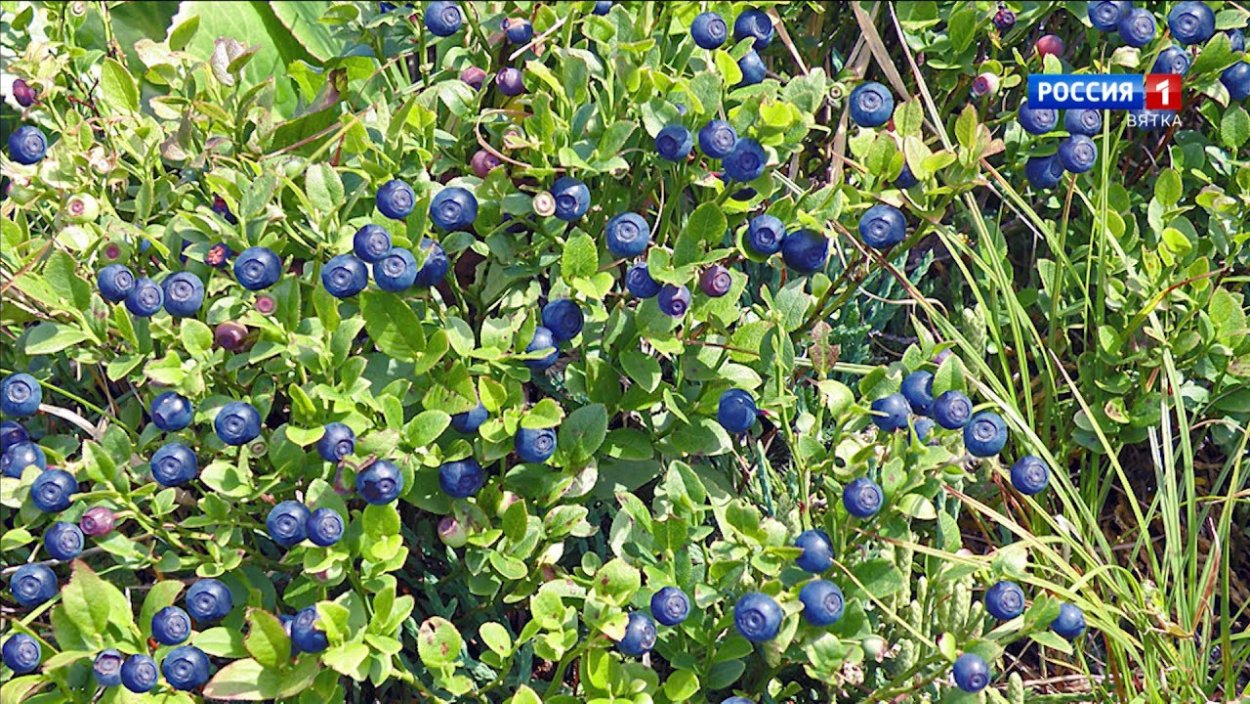 Земляника Лесная в Ульяновской области