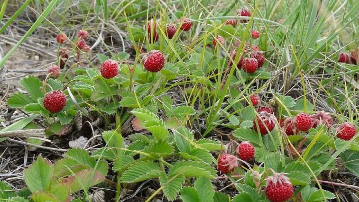 Брусника Лесная