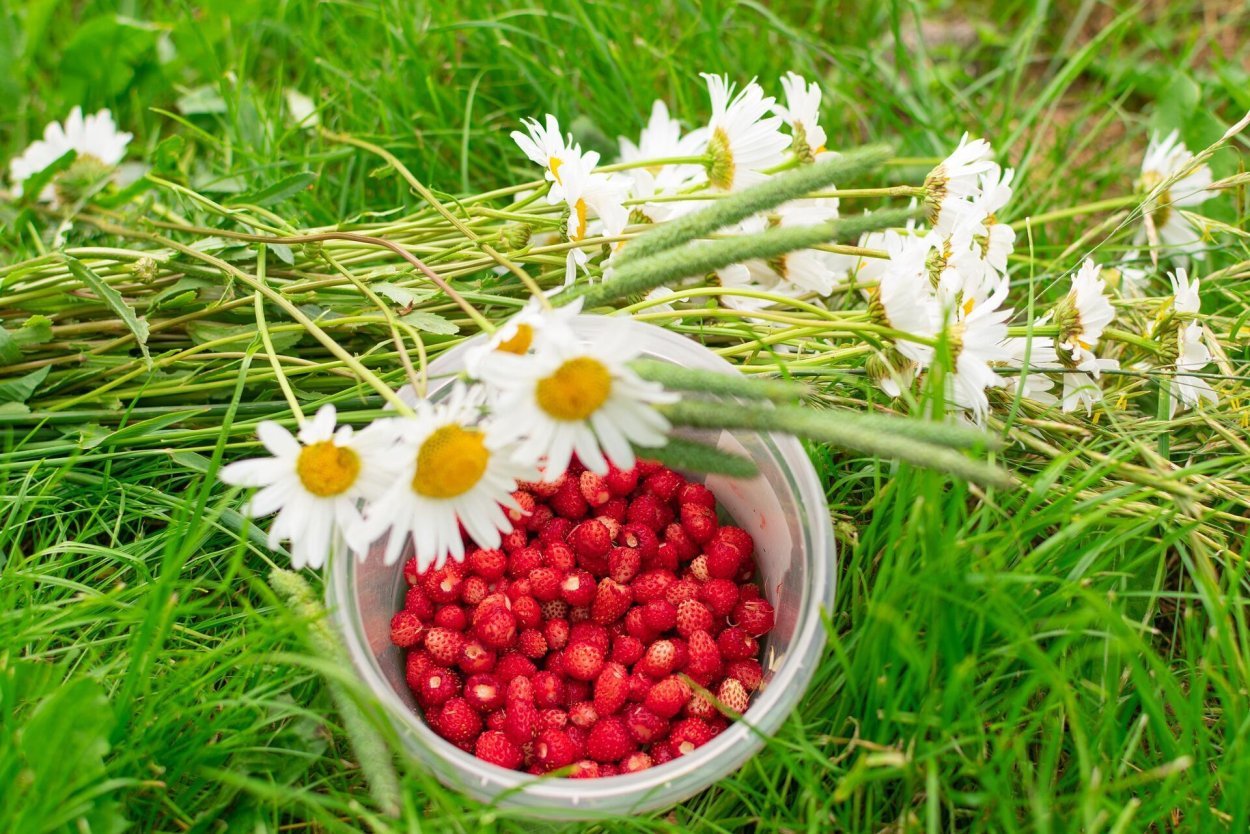 Черника обыкновенная куст