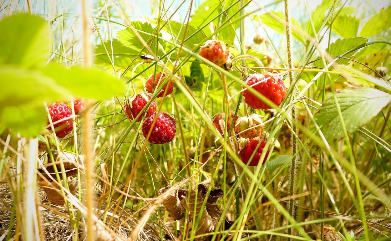 Розоцветные земляника Лесная