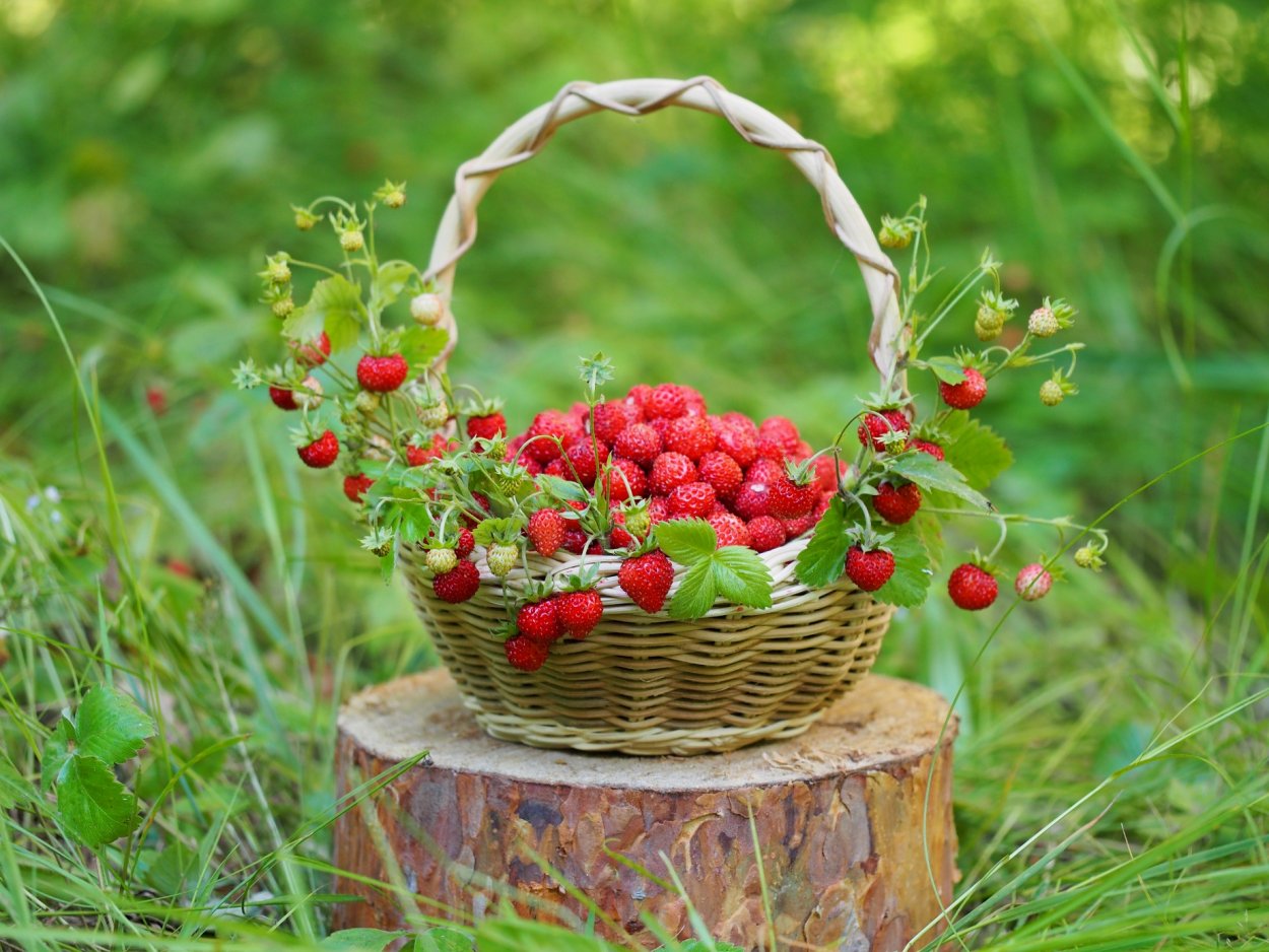 Черника в корзине