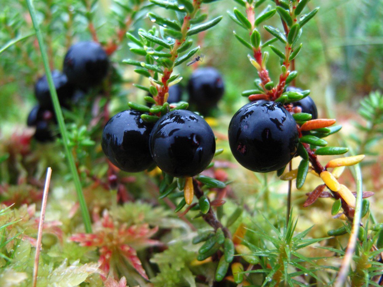 Таежные дикоросы