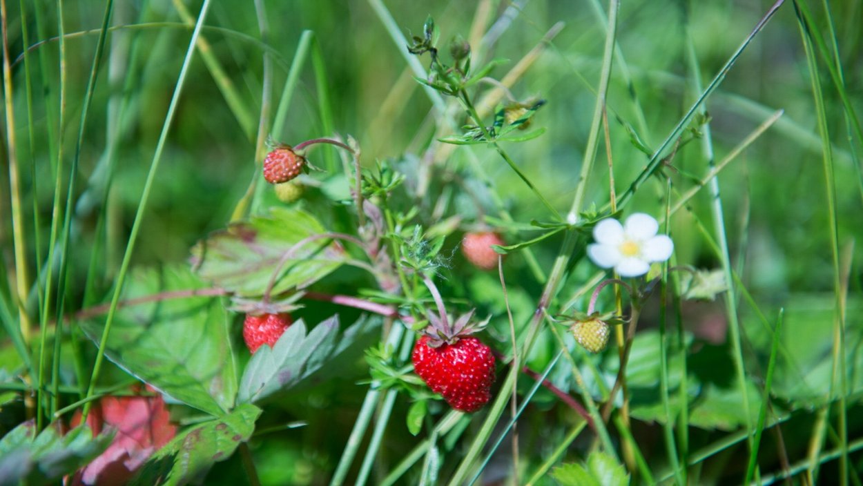 Водяника черная шикша вороника