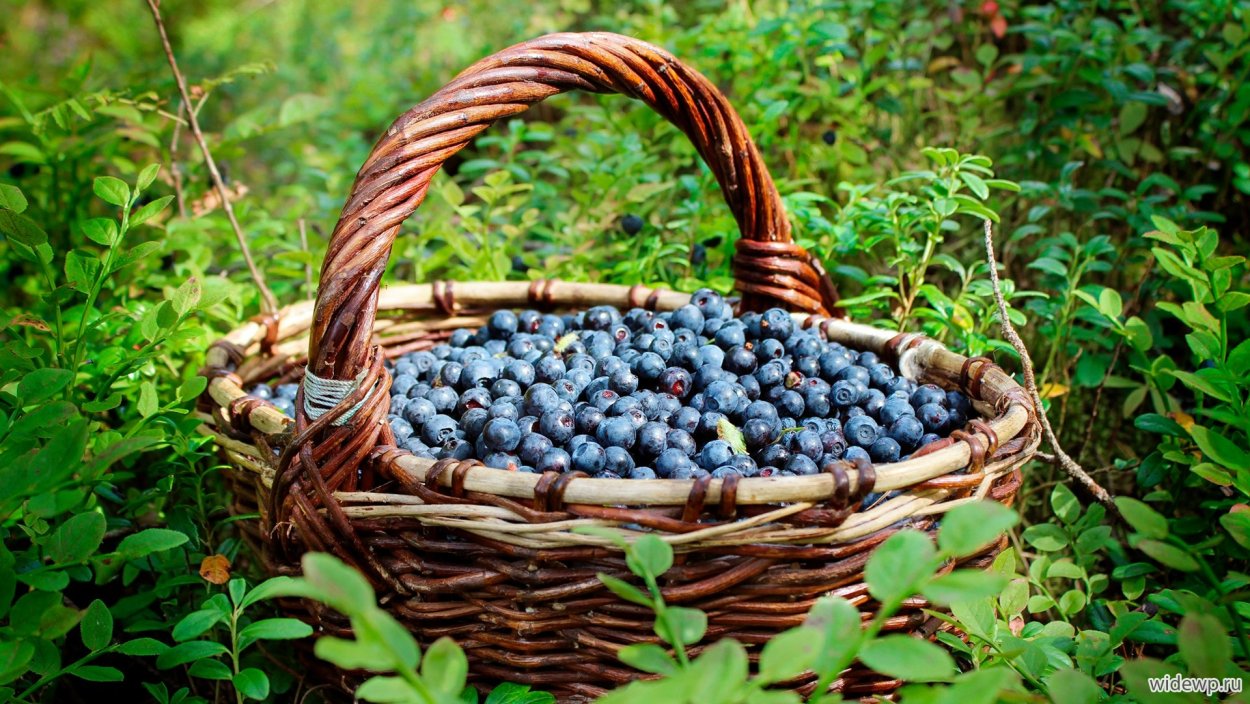 Ягода похожая на чернику и голубику