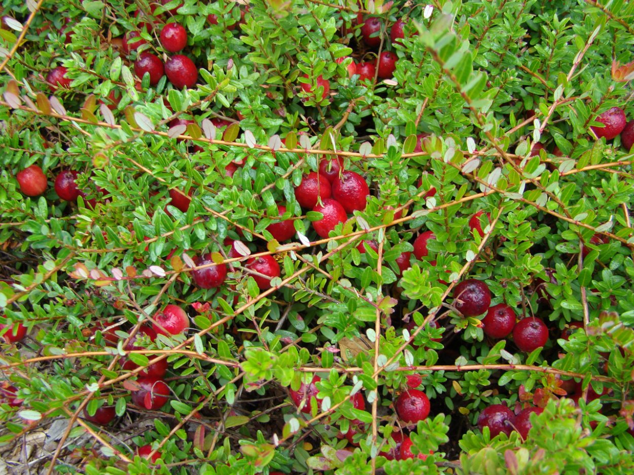 Отдушка Лесная земляника