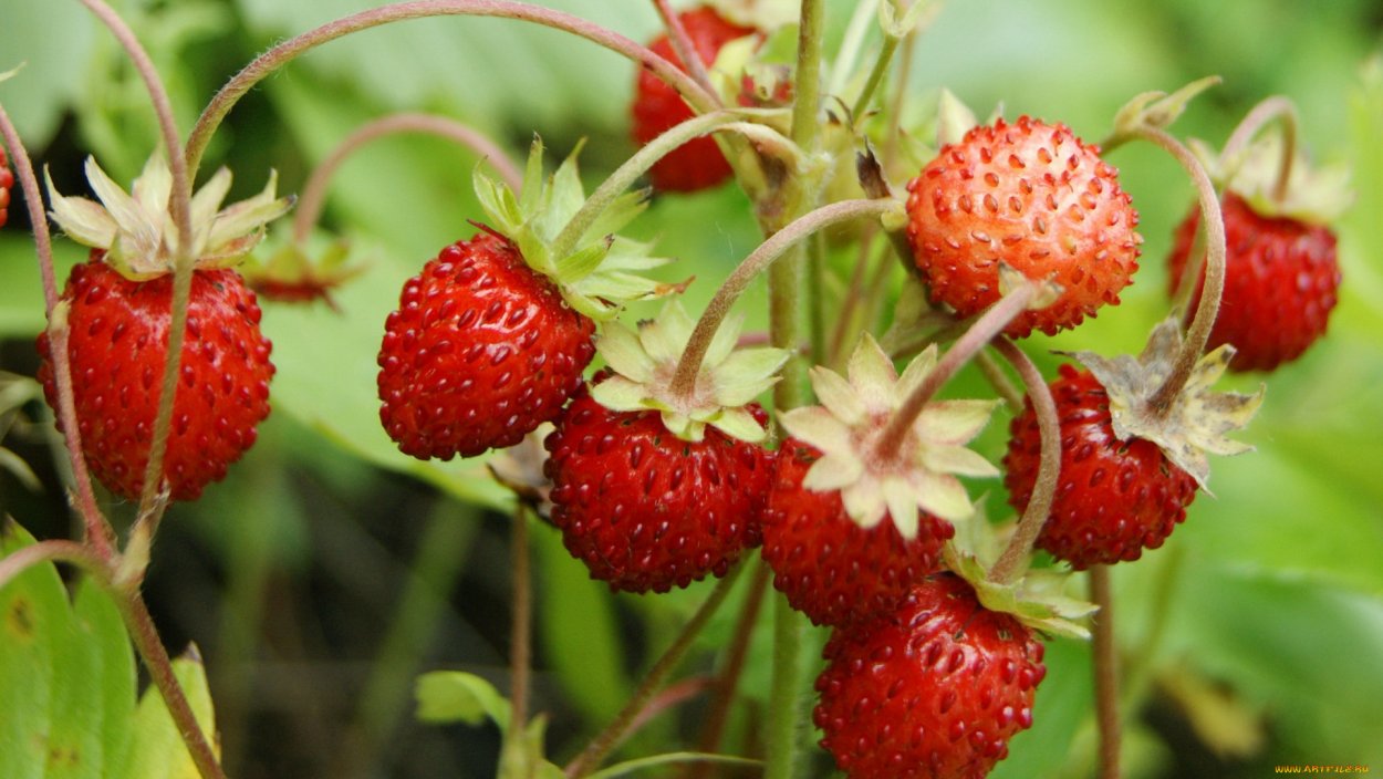 Корзина с ягодами