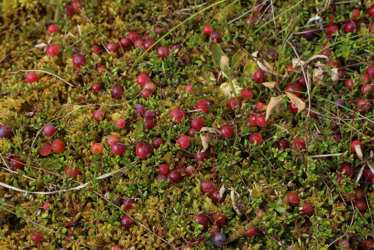 Лесная ягода Луговая,земляника,клубника