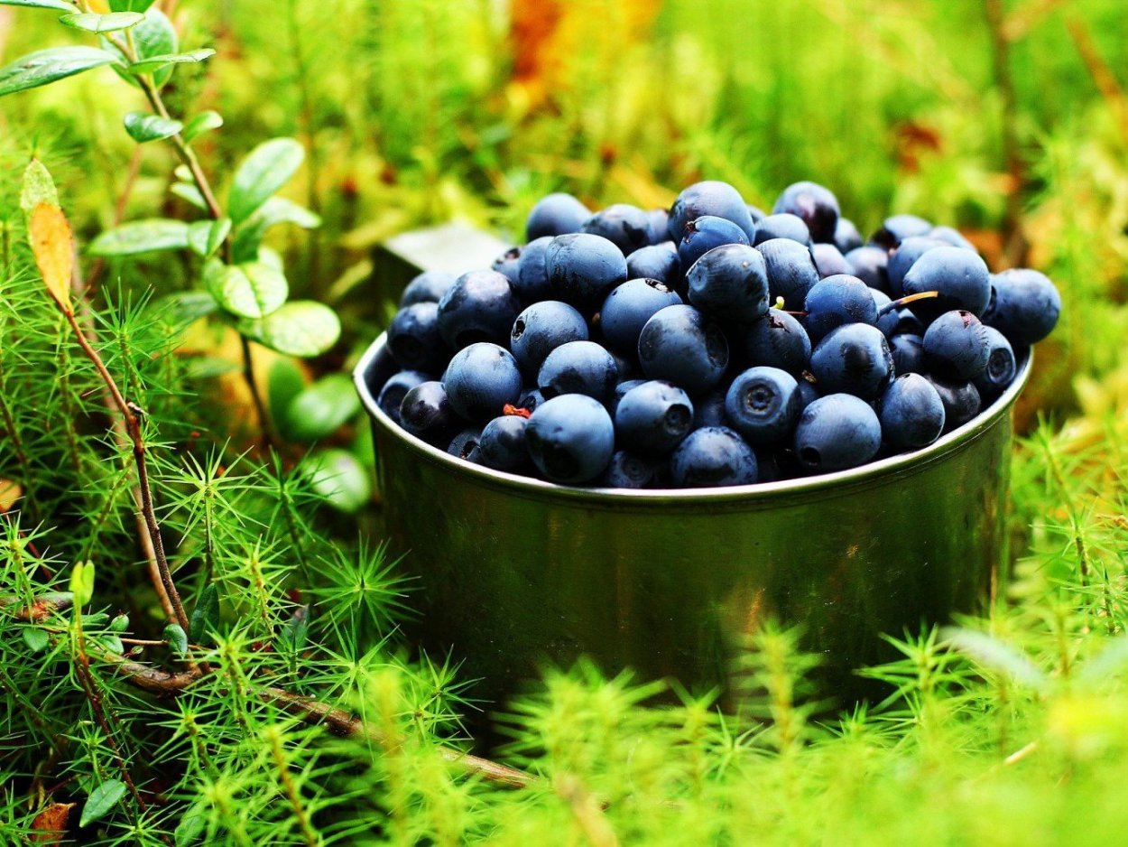 Лесные ягоды черника