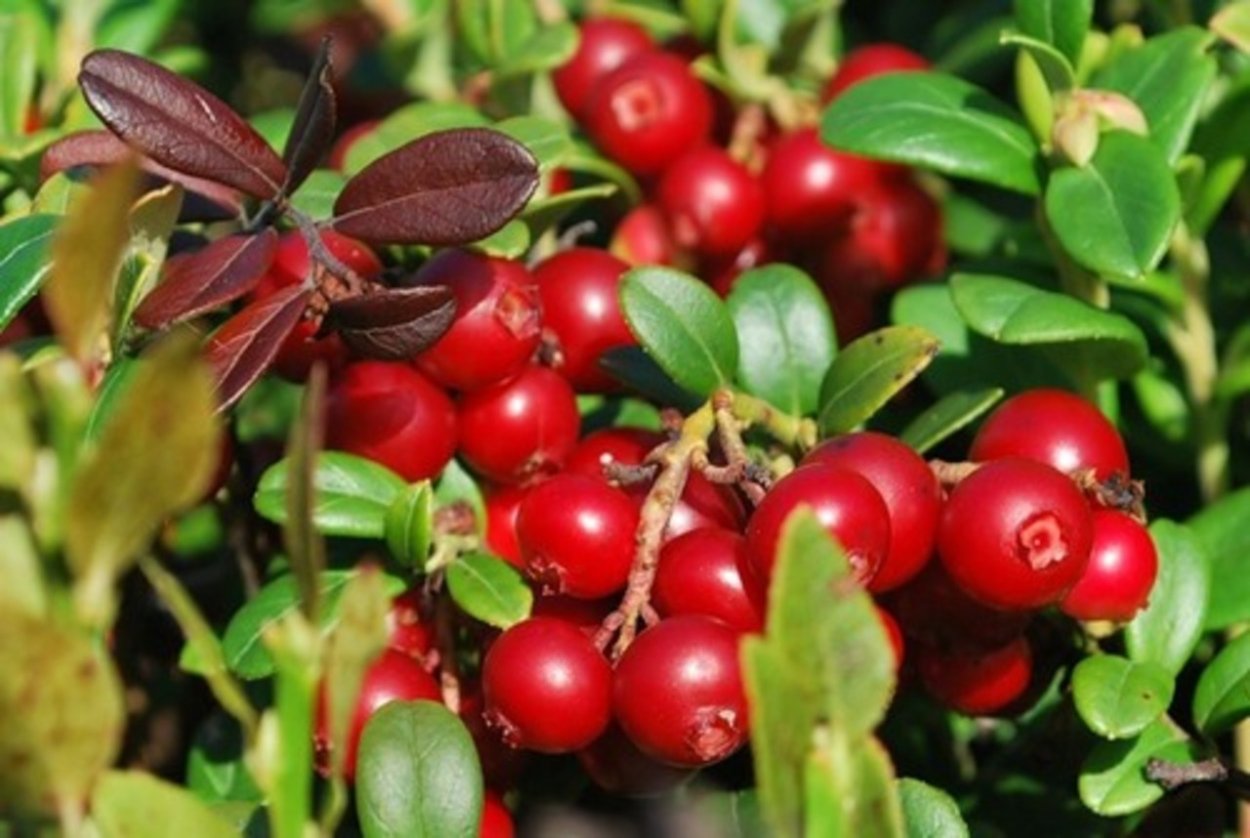 Клюква мелкоплодная