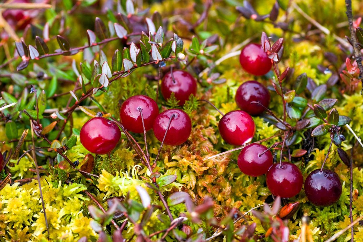 Ежевика Среднеазиатская