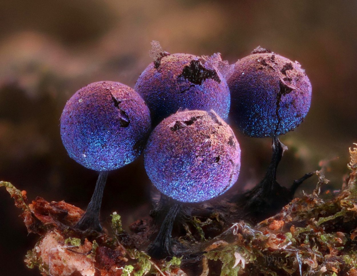 Elaeomyxa Cerifera