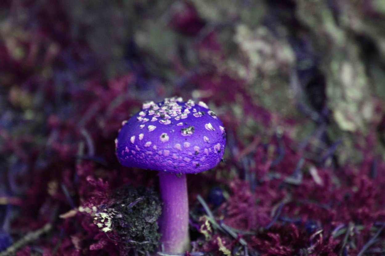 Лаковица Аметистовая Laccaria amethystina