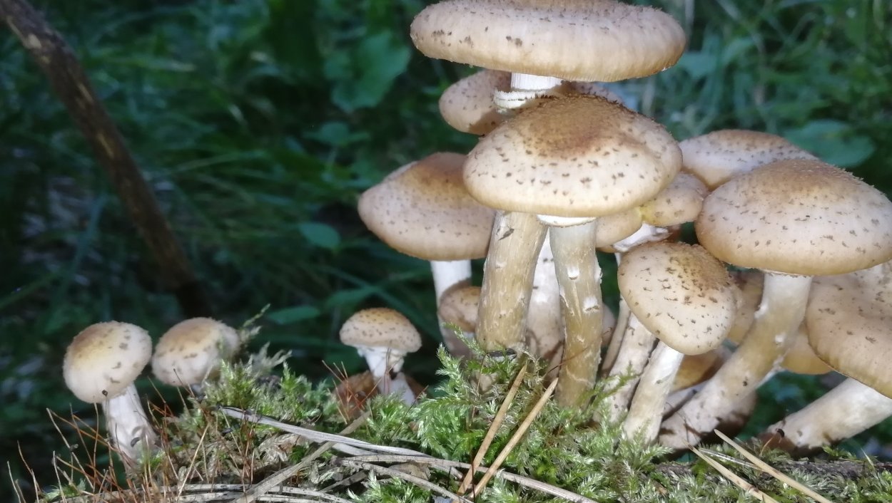 Опенок Луговой Marasmius Oreades