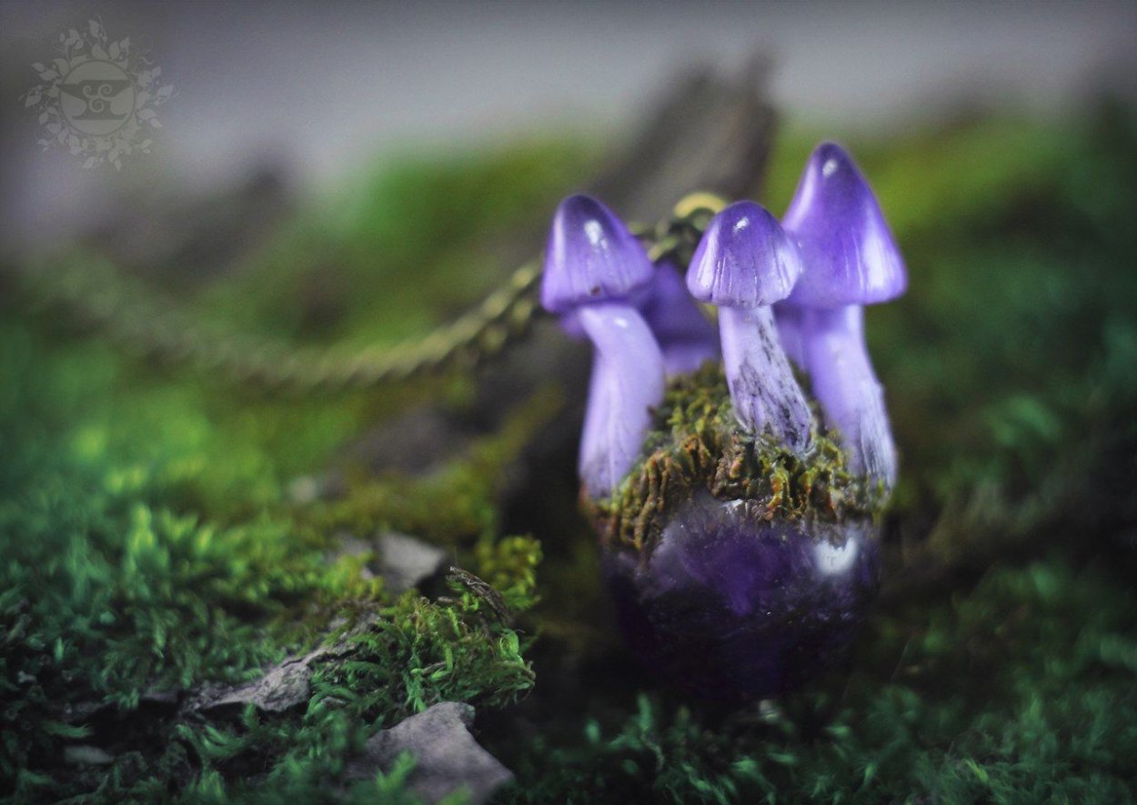 Лаковица фиолетовая гриб