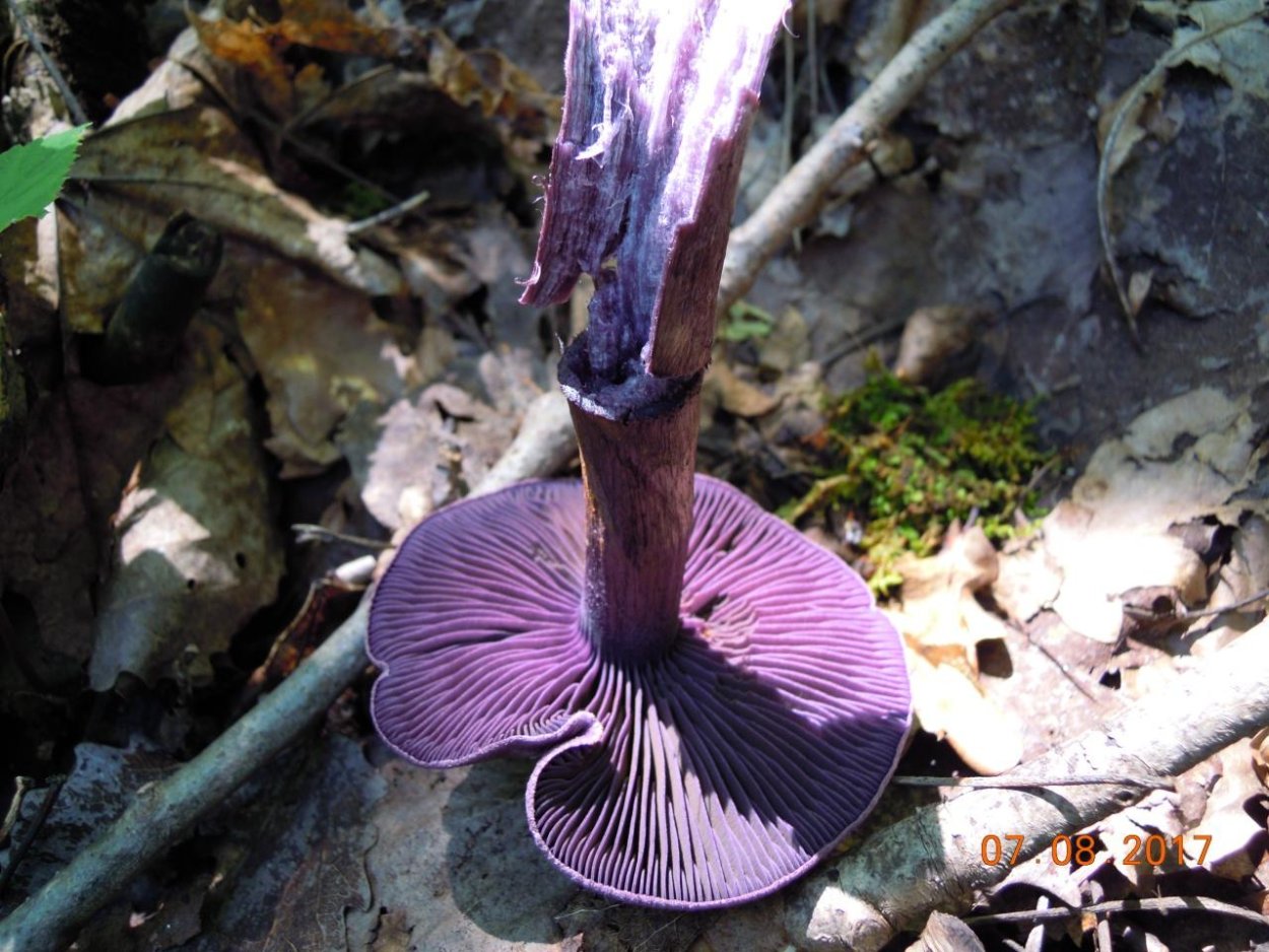 Лаковица Аметистовая / Amethyst Deceiver