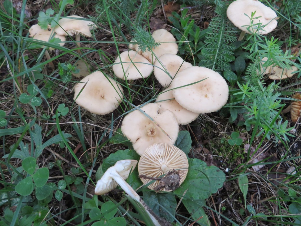 Опенок Луговой негниючник Marasmius Oreades