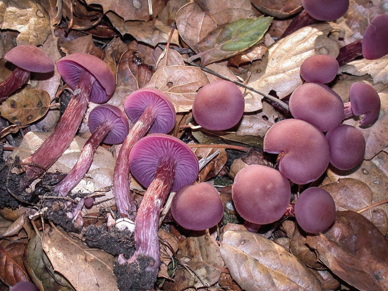 Гриб с фиолетовой шляпкой