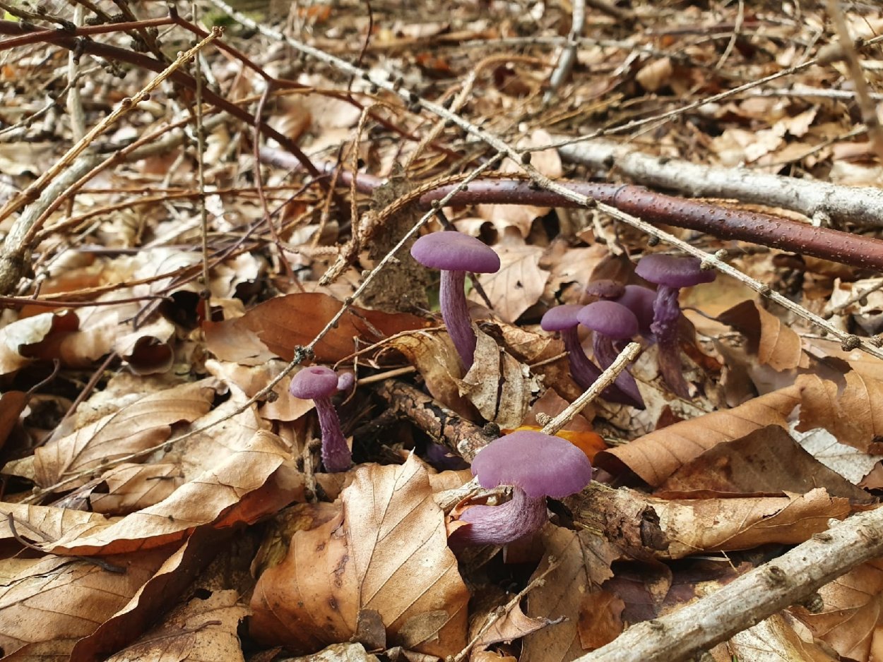 Ametist полимерная глина