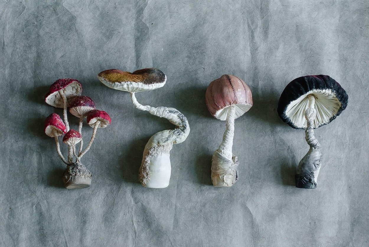 Гриб паутинник с толстой ножкой фиолетового