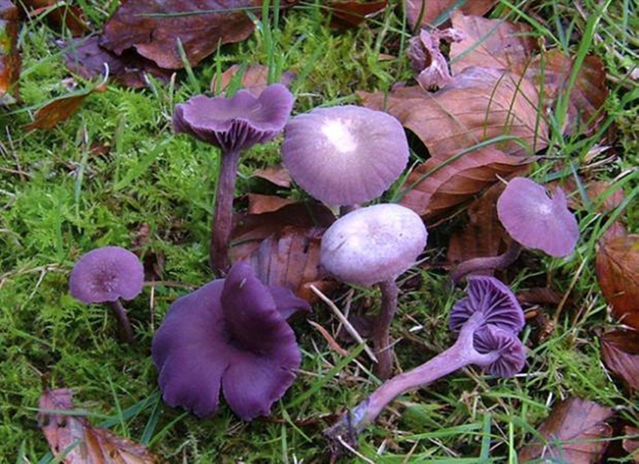 Laccaria amethystina