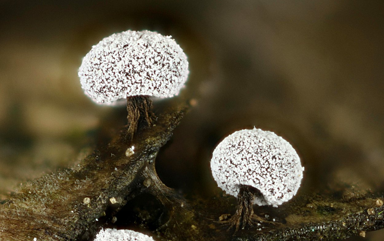 Лаковица Аметистовая