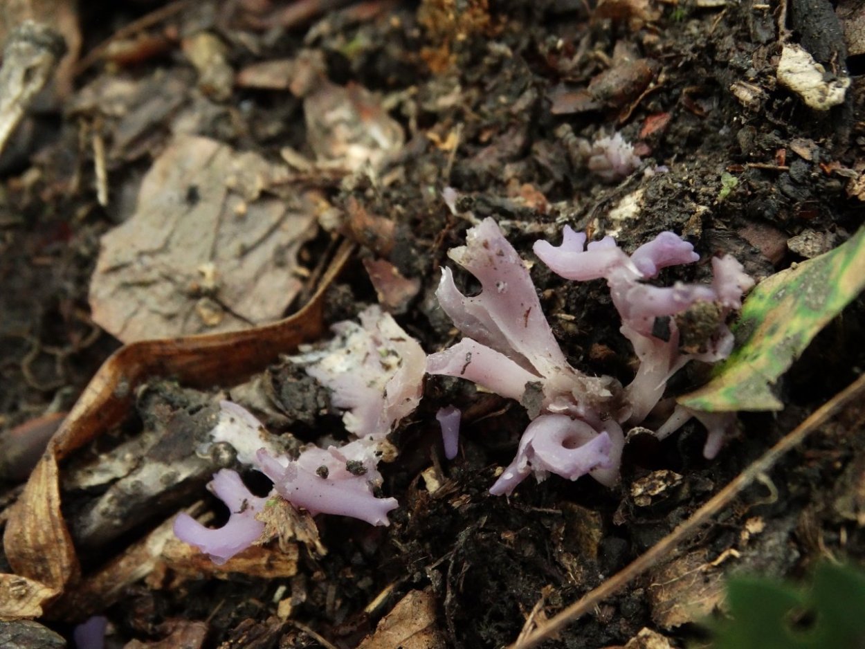 Аметист брекчиевый (аметист)
