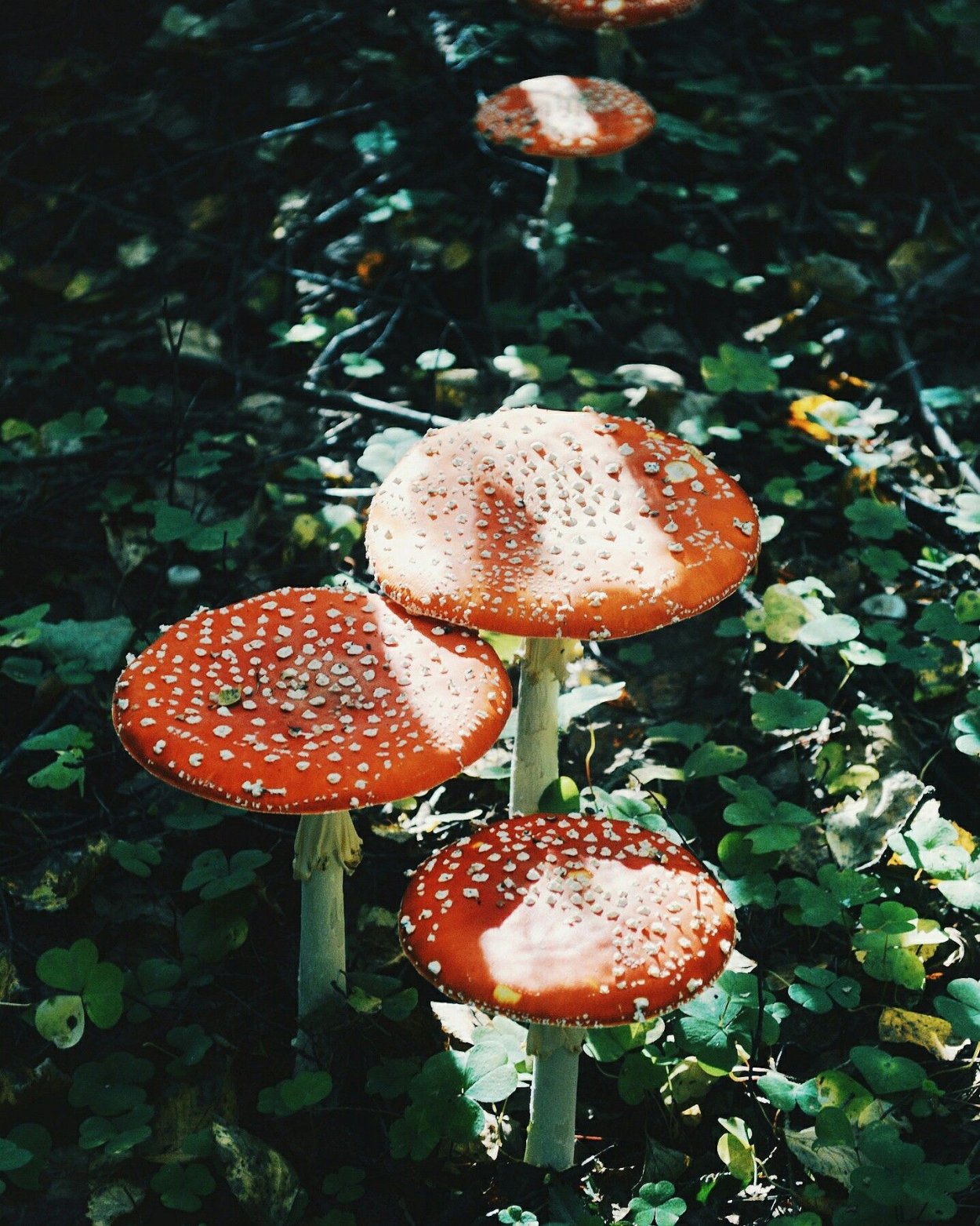 Грибы мухоморы Лесные