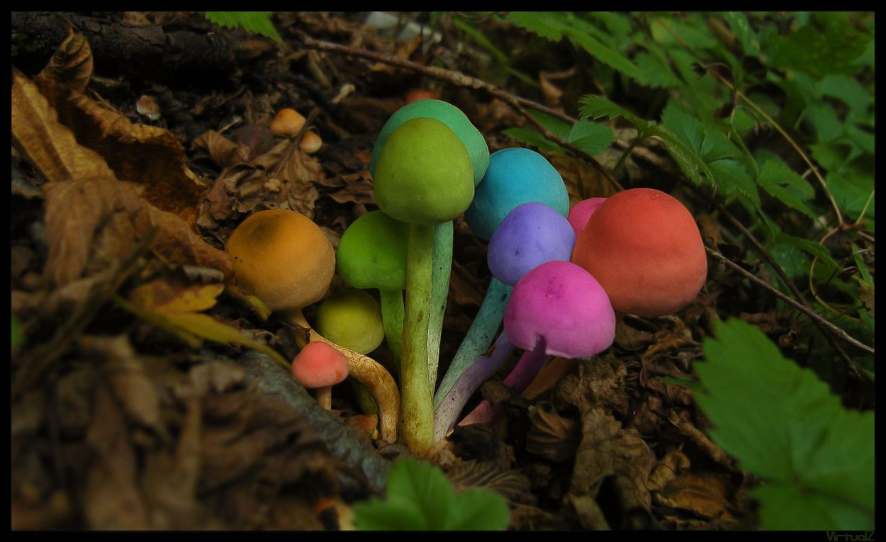 Радужные грибы