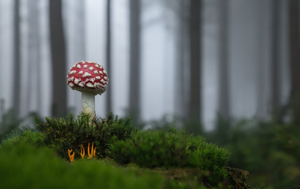 Лес с мухоморами Эстетика