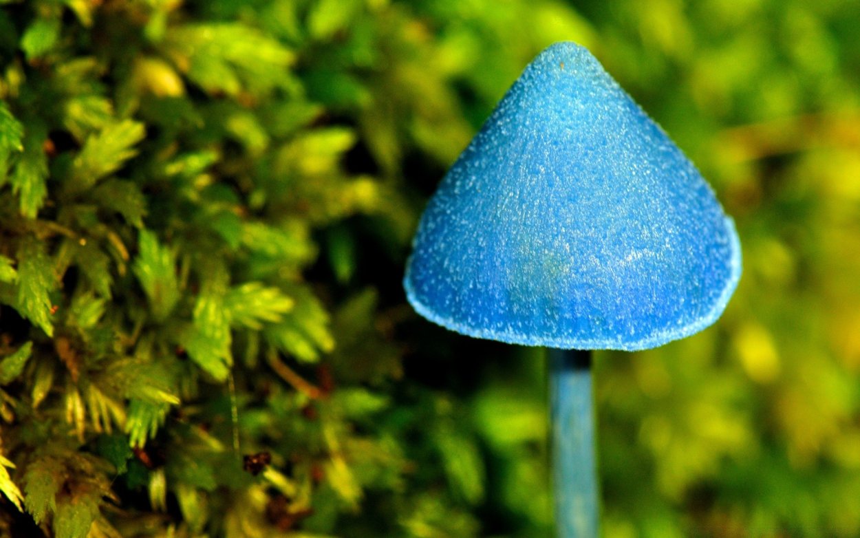 Гриб Entoloma hochstetteri