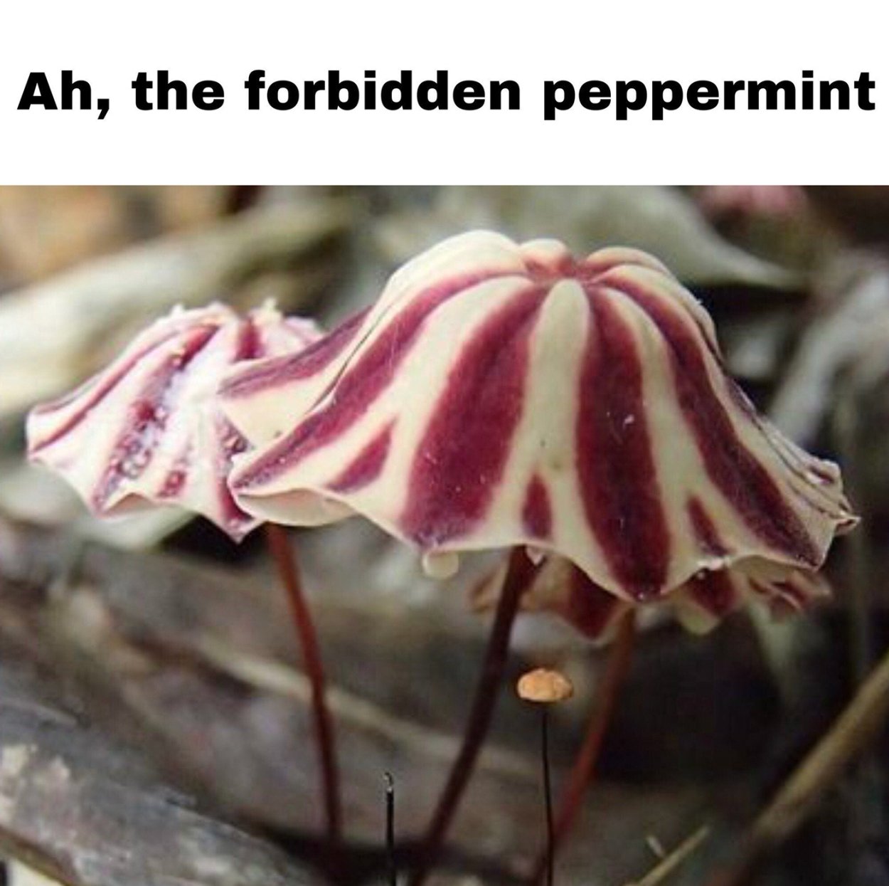 Негниючник кровавоголовый