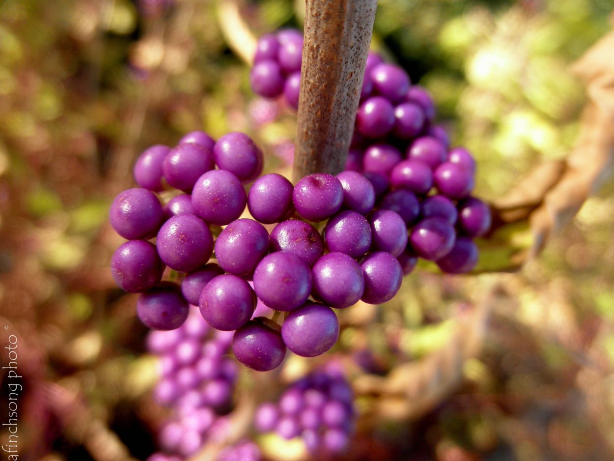 Callicarpa dichotoma