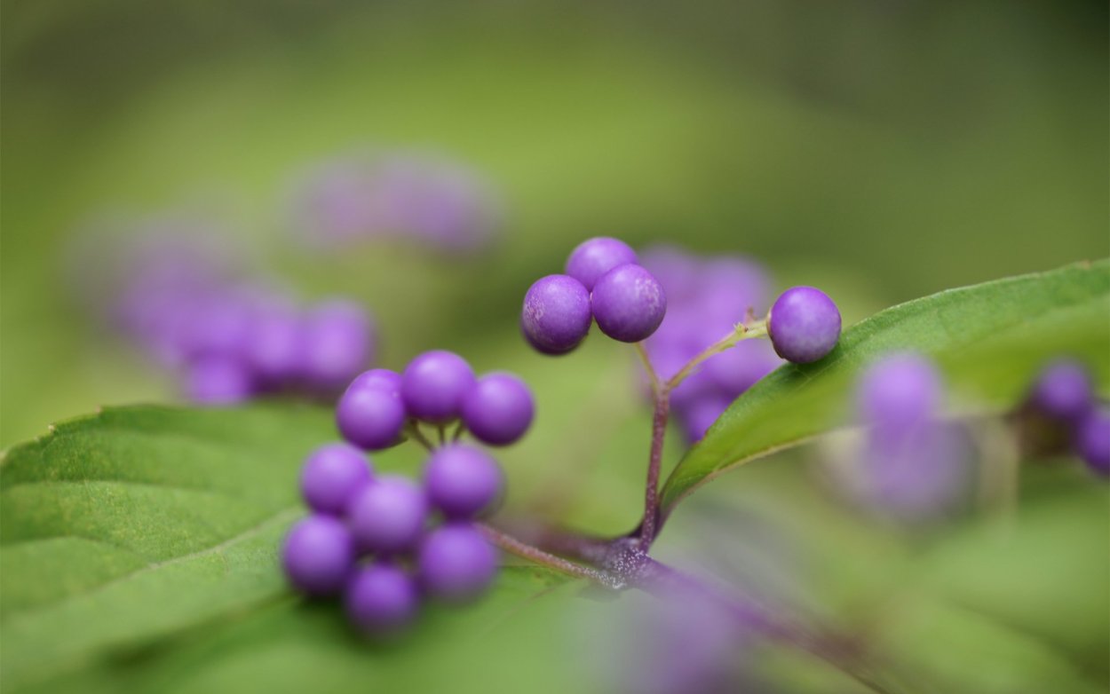 Callicarpa shikokiana