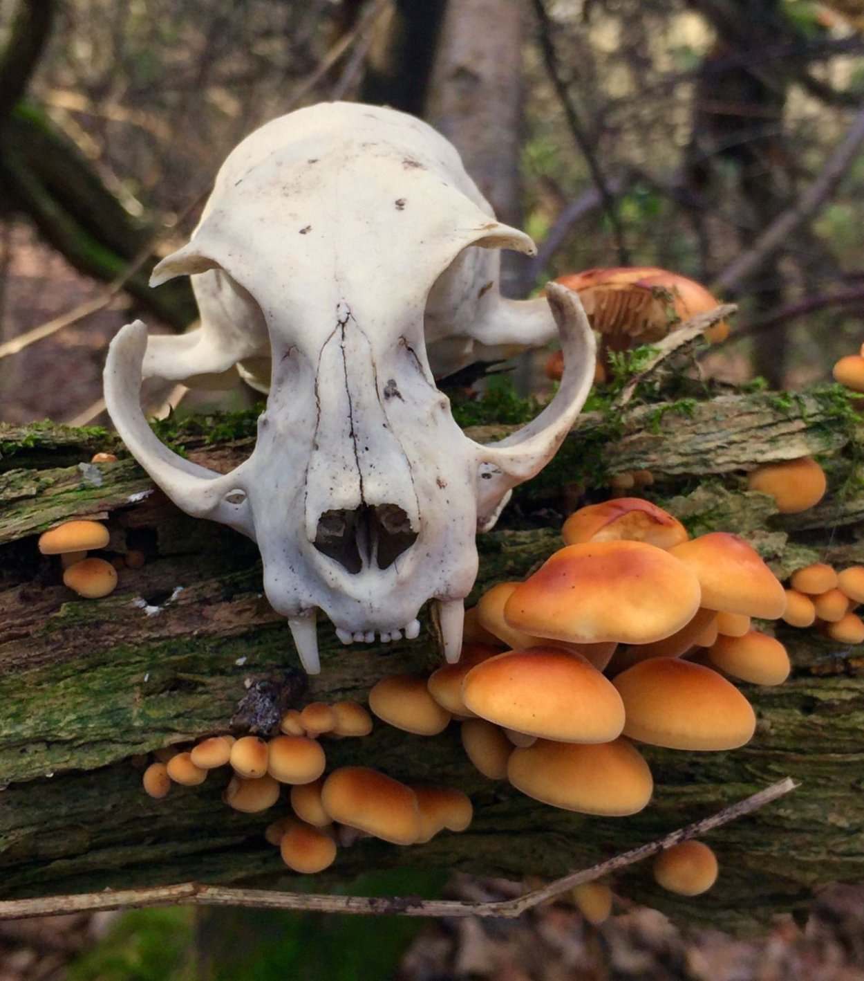 Goblincore aesthetic грибы