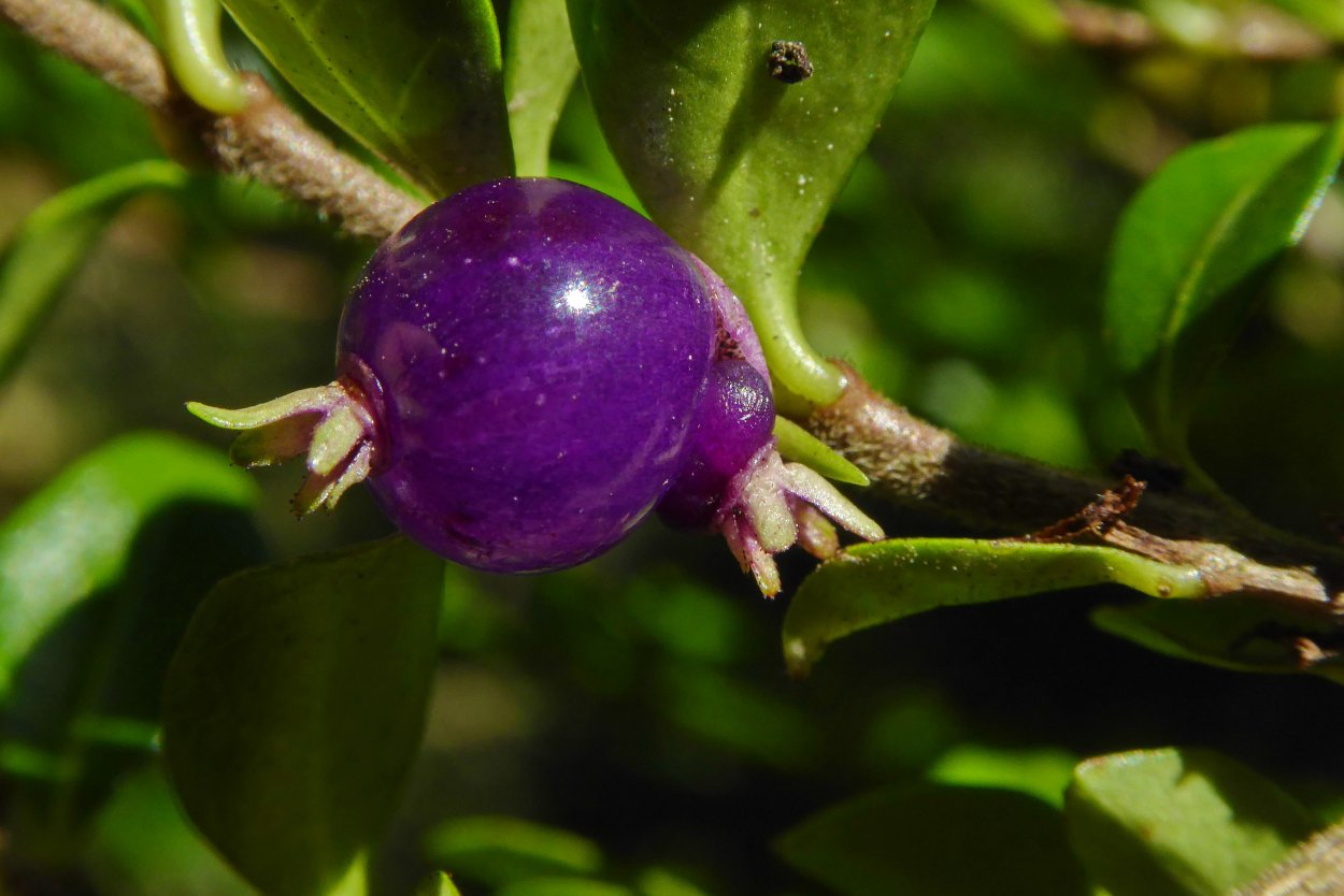 Фиолетовая лесная ягода