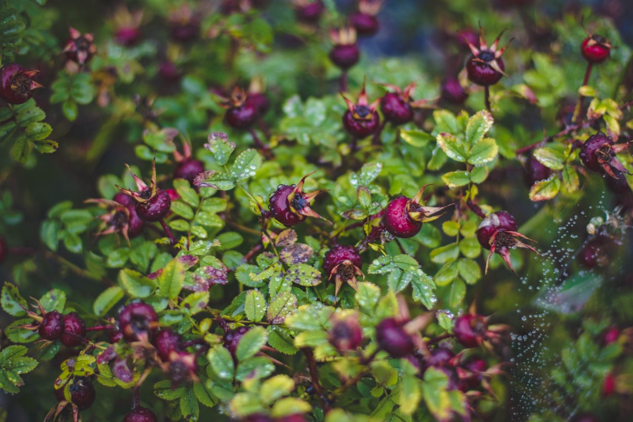 Кусты с ягодами арт