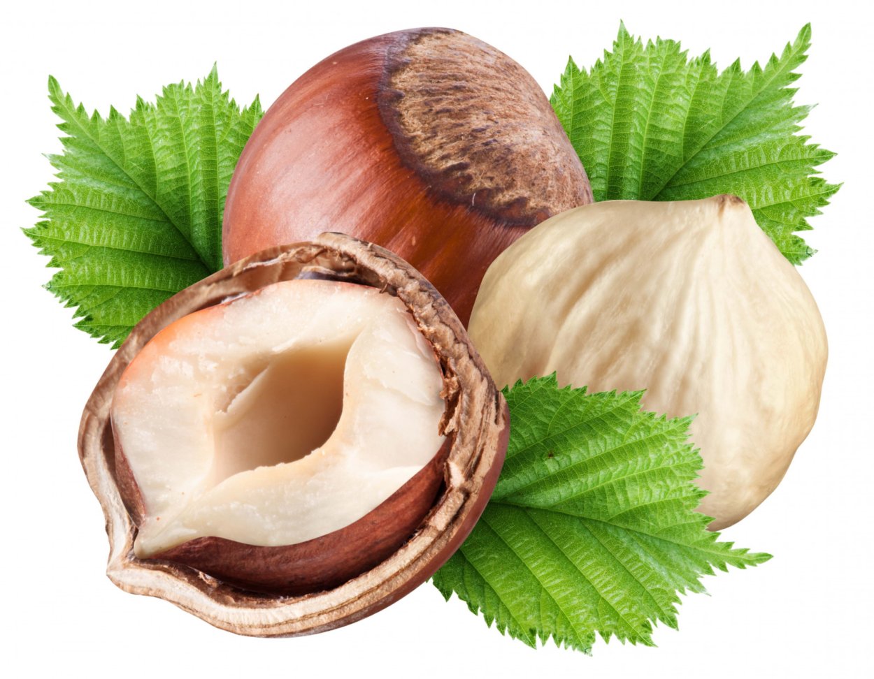 Орех в разрезе