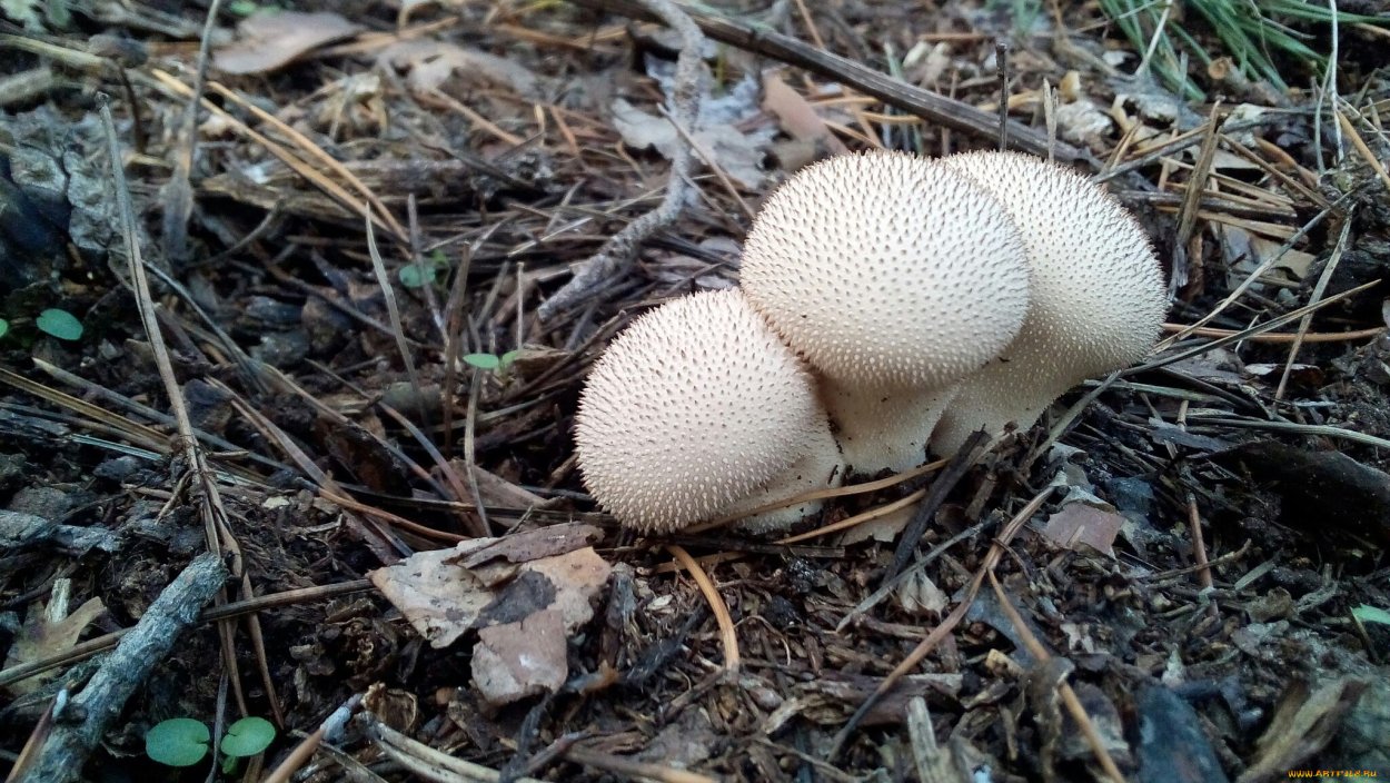 Гриб дождевик сухой