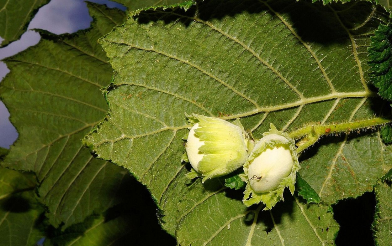 Фундук незрелый