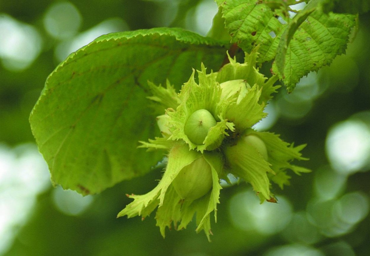 Лещина обыкновенная (Corylus avellana)