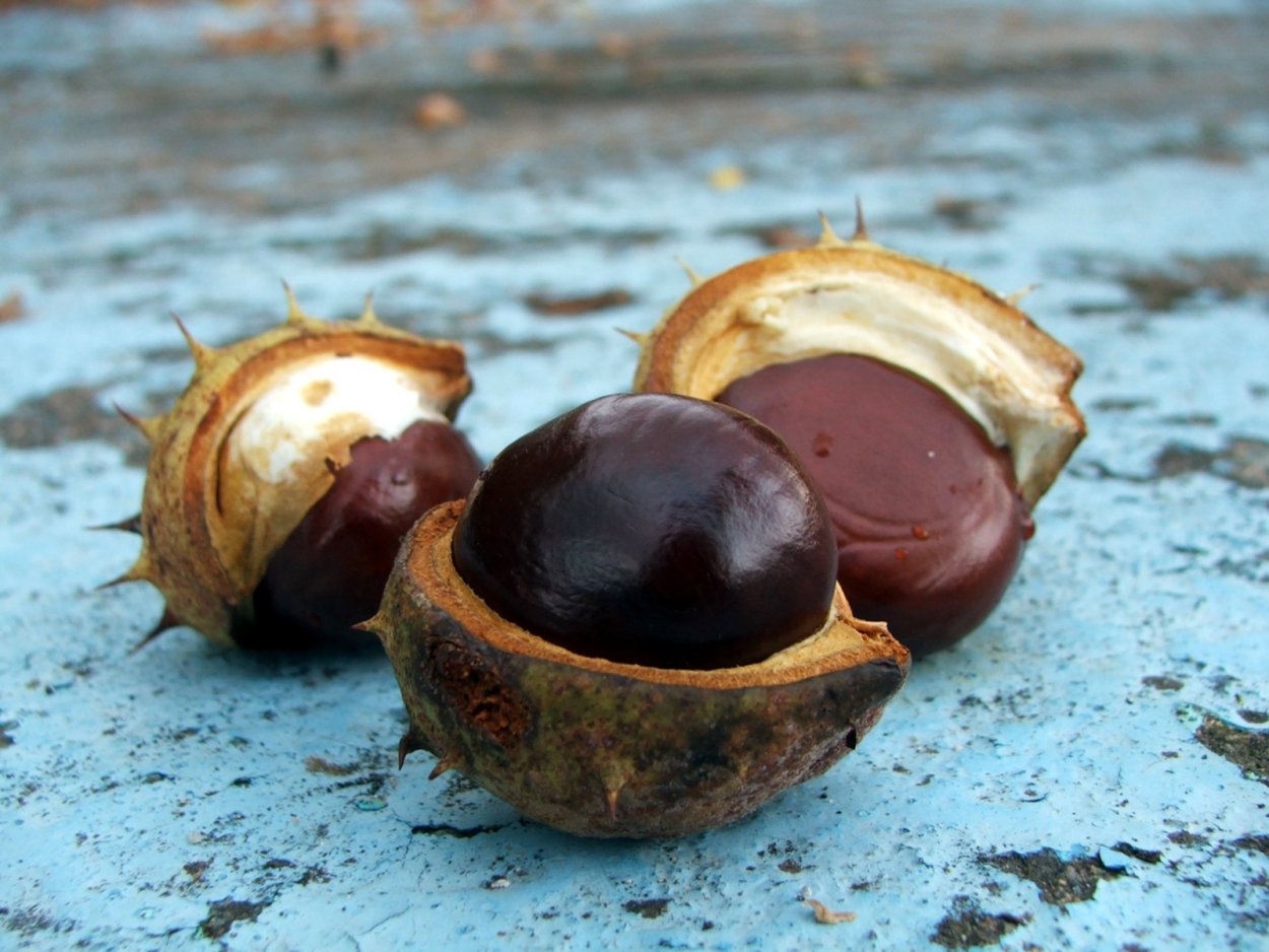 Каштановый орех