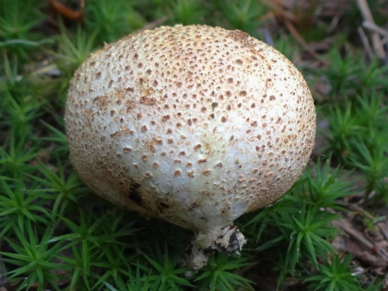 Ложнодождевик склеродерма