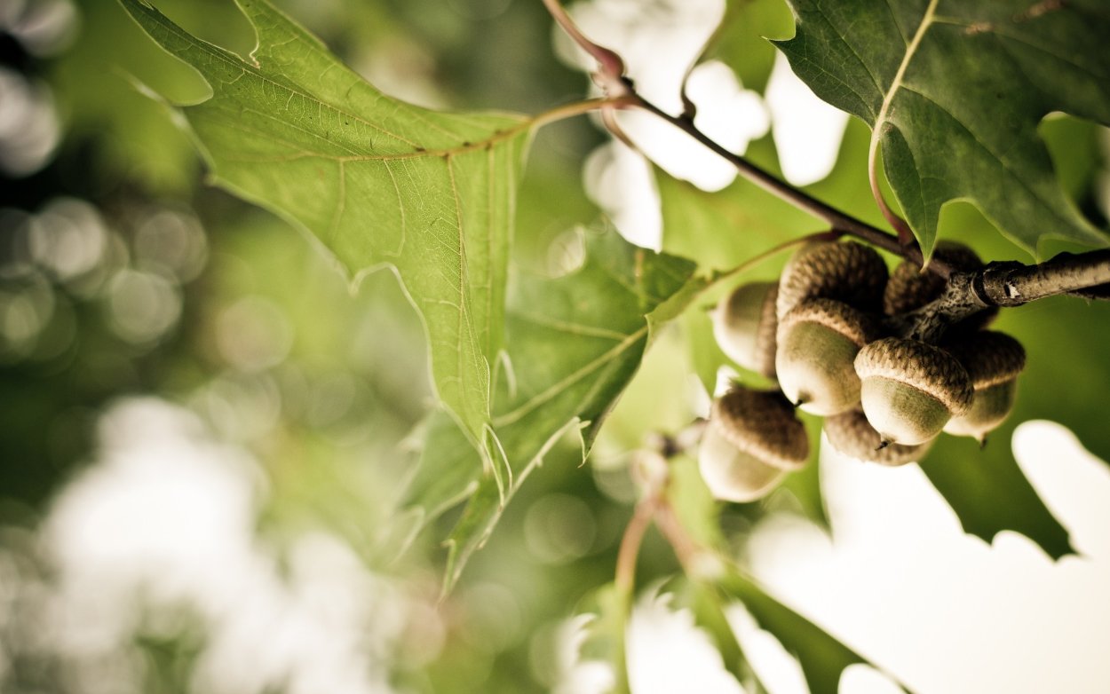 Желуди на ветке