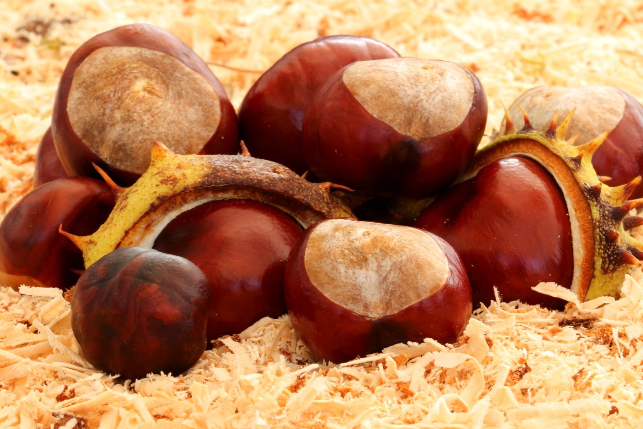 Каштан орех съедобный