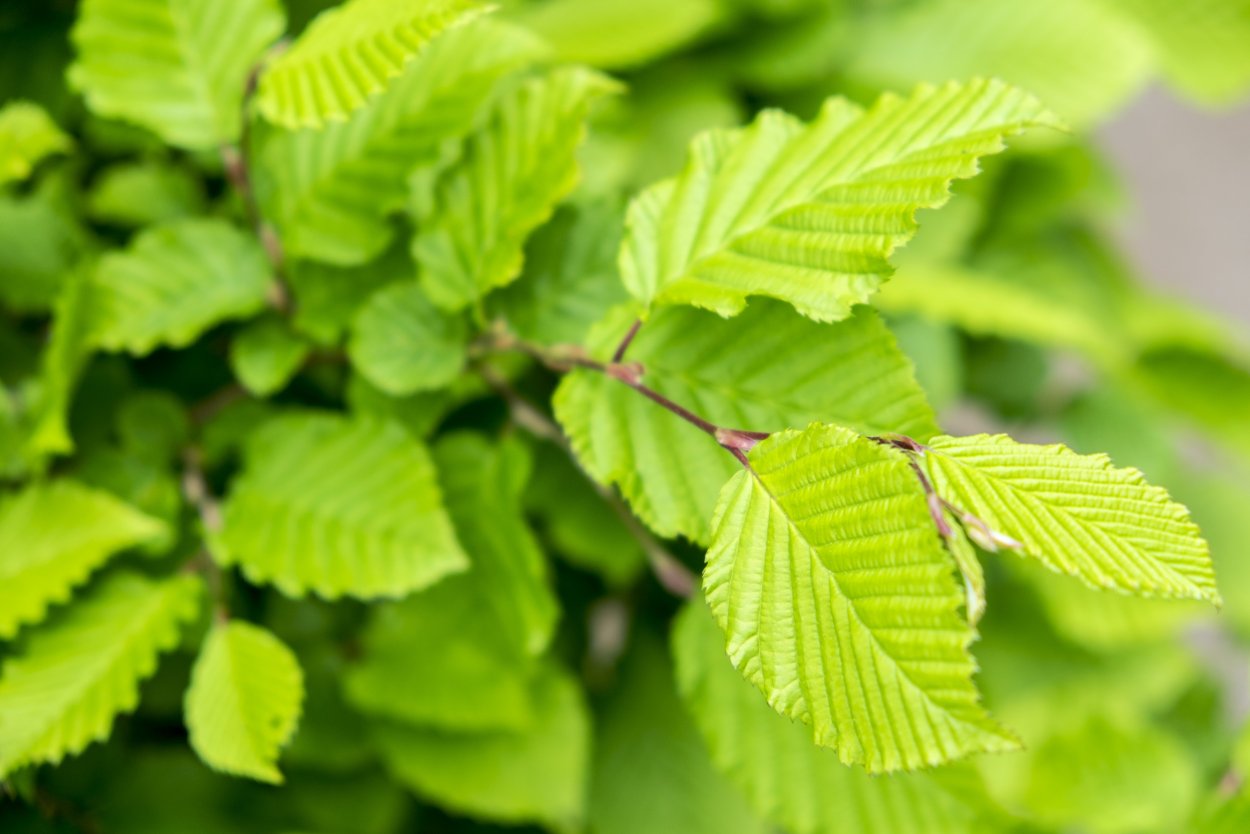 Листья орешника орешник
