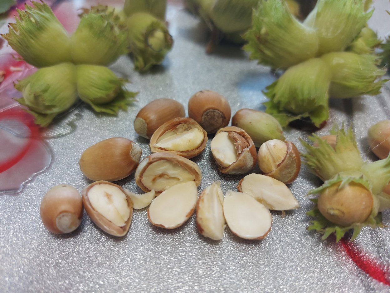 Орешник Лесной орех