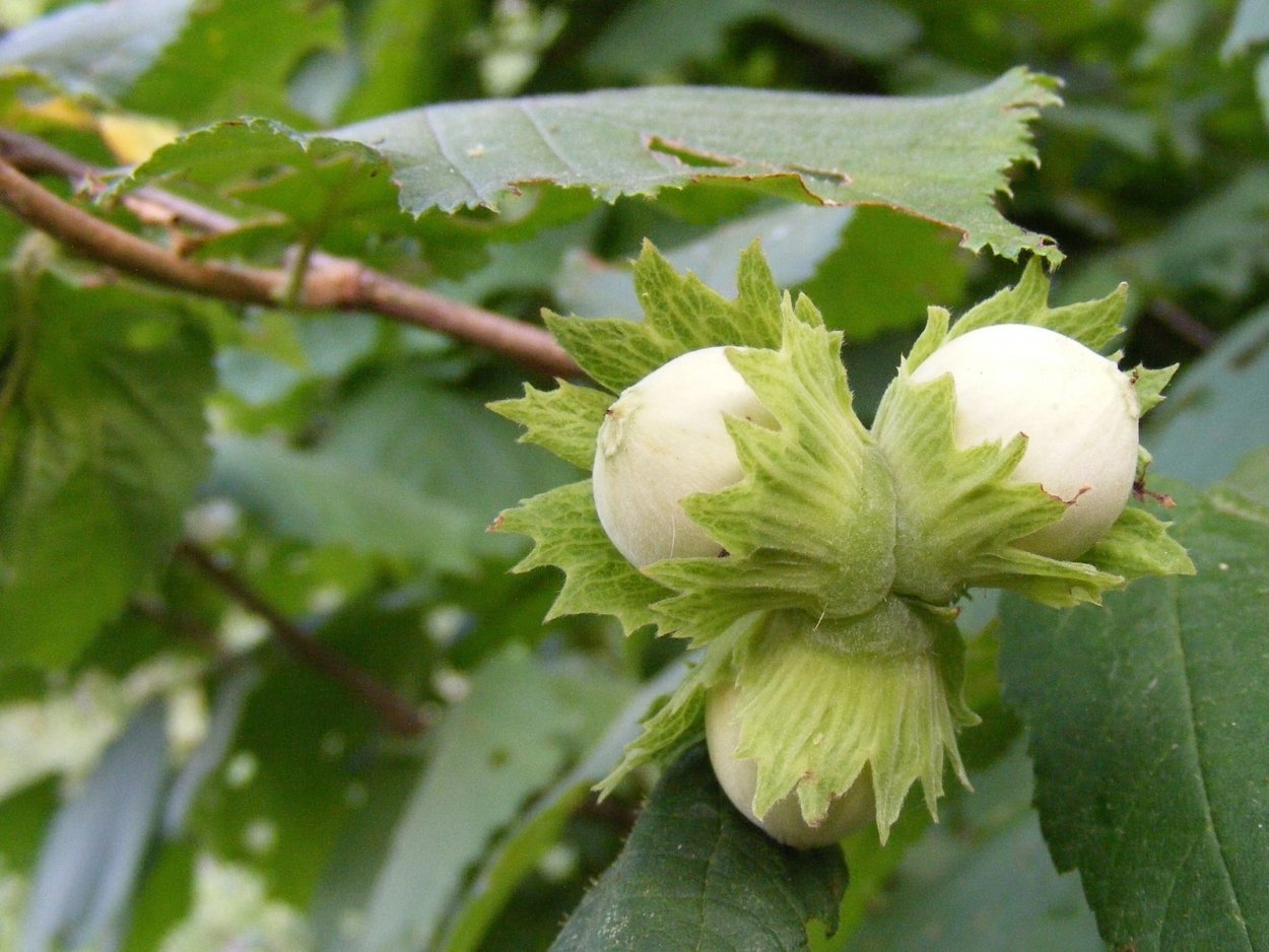 Лесной орех лещина