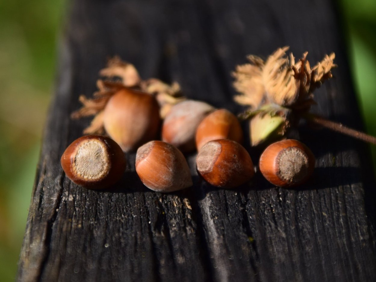 Брянский лес орешник