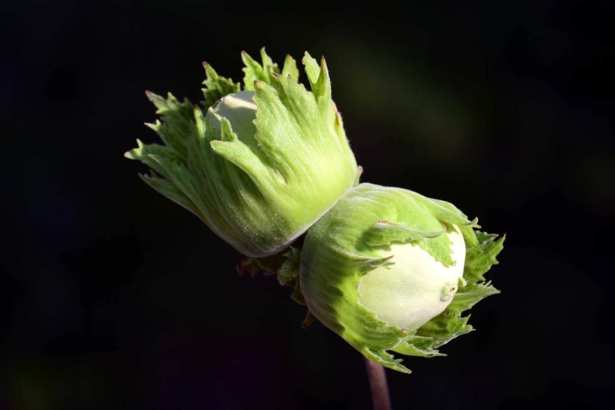 Лещина обыкновенная семена